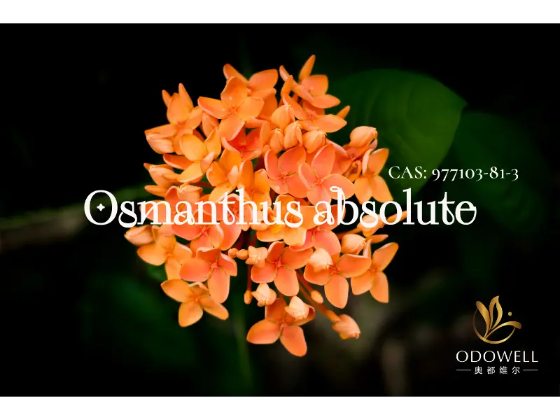 Osmanthus Absolute – ODOWELLs naturlige signatur for elegante orientalske blomster